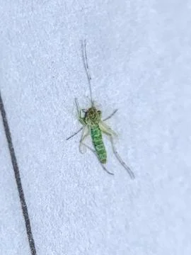 Green mosquito Stock Photos