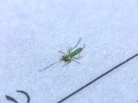 Green mosquito Stock Photos