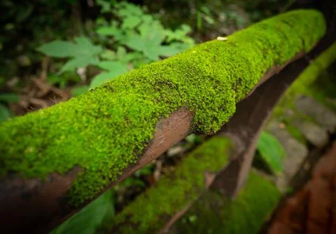Green moss 2 Stock Photos