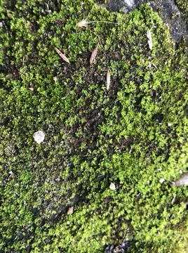 Green moss abstract background Stock Photos