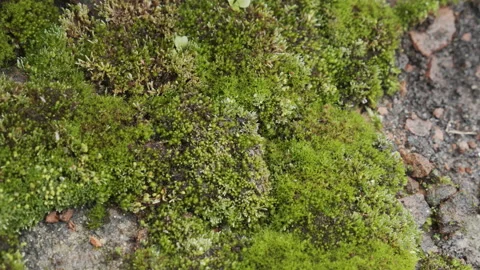 Green moss all over the ancient building roof 4K video Stock Footage 146999724