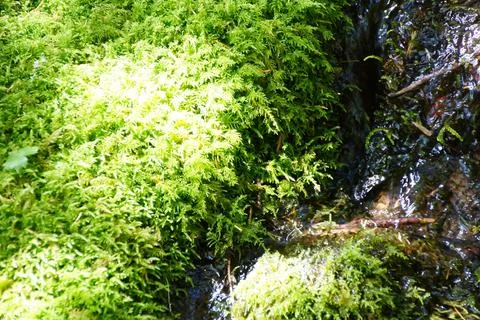 Green moss in alpine stream Stock Photos
