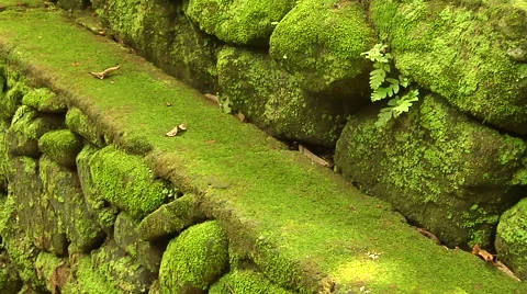 Green Moss on ancient rocks in the forest Stock Footage 41379261