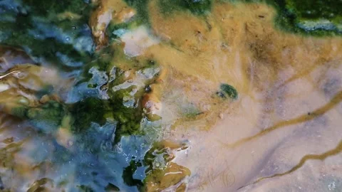 Green moss and algae with flowing water on a wet natural surface Vídeos de archivo 342688952