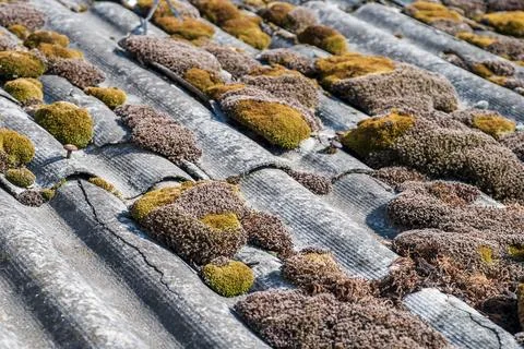 Green moss and algae on slate roof tiles. Stock-Fotos