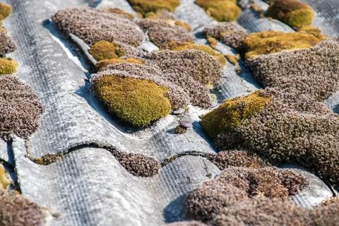 Green moss and algae on slate roof tiles. Stock Photos
