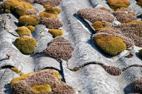 Green moss and algae on slate roof tiles. Stock Photos