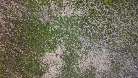 Green moss and algae texture on damp concrete Stock Footage 334332978