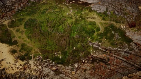 Green moss and dried death black moss marks over beach rocks Stockbeeldmateriaal 141673066