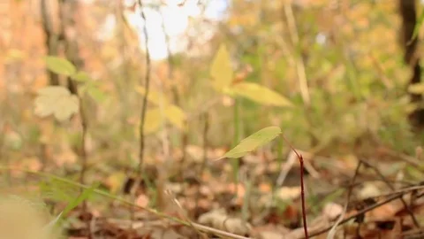 Green moss and fall Stock Footage