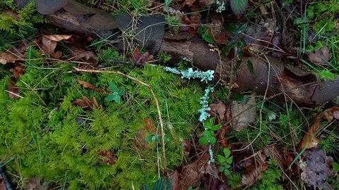 Green Moss and Forest Floor in Early Spring, Woodland Nature Stock Footage 342286813