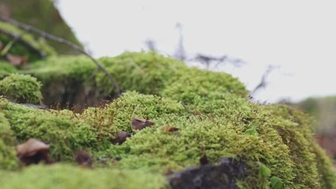 Green moss and forest ground macro Stock Footage 323470737