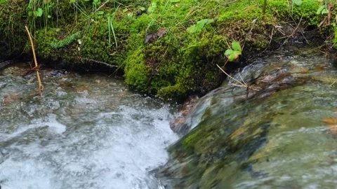Green moss and grass growth on the shore of swift mountain stream. Vidéo 236288042