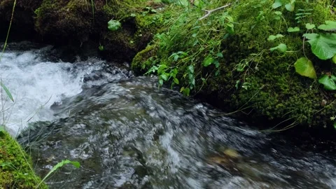 Green moss and grass growth on the shore of swift mountain stream. Stock Footage 237053486
