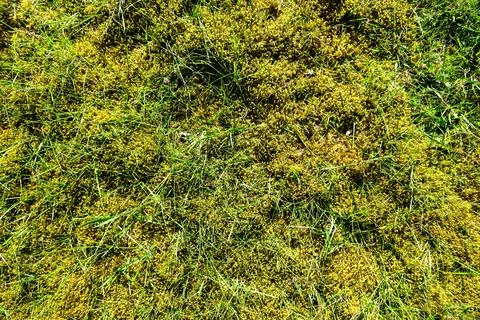 Green moss and grass texture background pattern Stock Photos