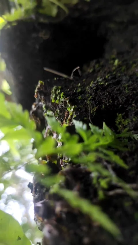 Green moss and green grass Stock Footage 242611403