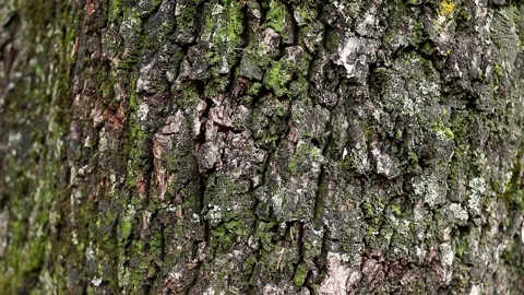Green moss and lichen close-up on rough tree bark texture in forest Stock Footage 319743831