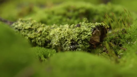 Green moss and lichen growing in a forest with a smooth rack focus effect Stock Footage 346523556