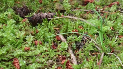 Green moss and pine cones growing on forest floor Видео 315356910