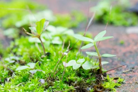 Green Moss and Small Tree at Bottom Right Stock Photos