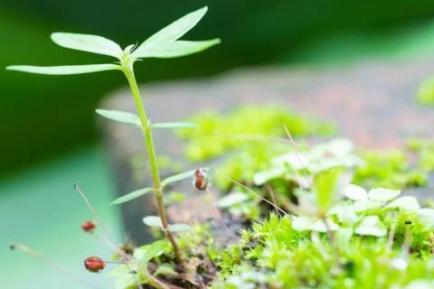 Green Moss and Small Tree at Top Left Stock Photos