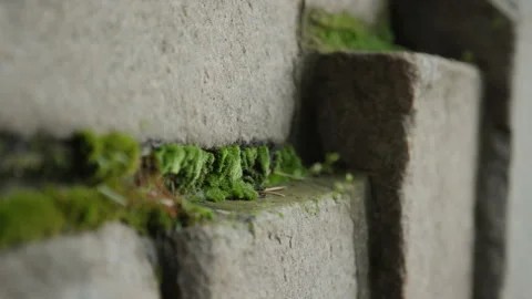 Green Moss and Tiny Plants Growing on Textured Stone Wall Stock Footage 341673955