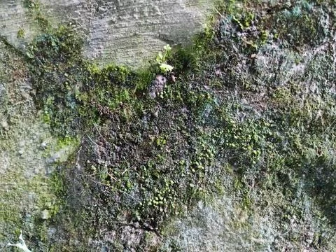 Green Moss and Tiny Plants Growing on Old Concrete Wall 写真素材