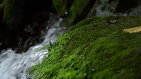 Green moss and waterfall in rainforest Stock Footage 103239474