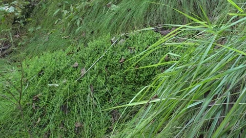 Green Moss and Wild Grass Growing on Natural Forest Rocks Видео 344863659