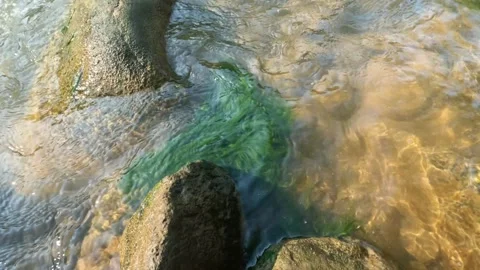 Green moss attached to the rocks at the bottom of a shallow river Stock Footage 320983081