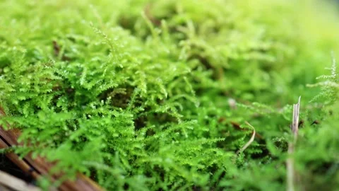 Green moss background close up Stock Footage 301456752