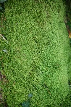 Green Moss background, mossy texture close-up Stock Photos