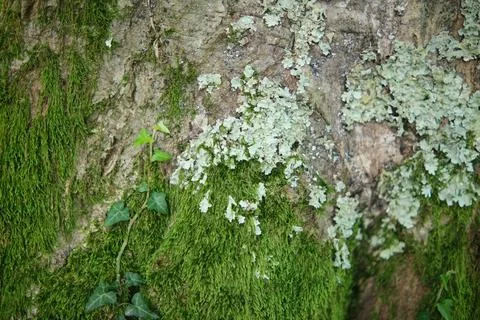 Green Moss background, mossy texture close-up Stock Photos