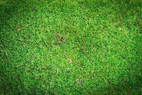 Green moss background Stock Photos