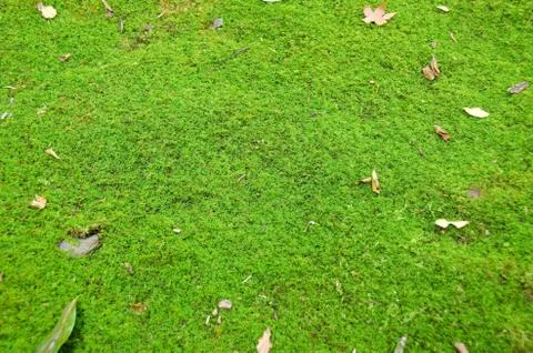 Green moss background Stock Photos