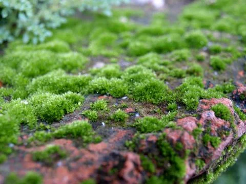 Green moss background Stock Photos