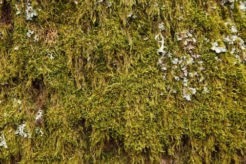 Green Moss background Stock Photos