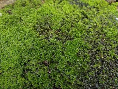 Green moss background Stock Photos