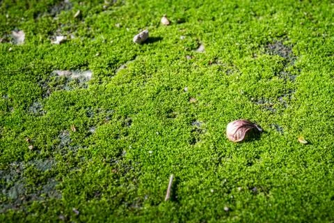 Green moss background with selective focus Stock Photos