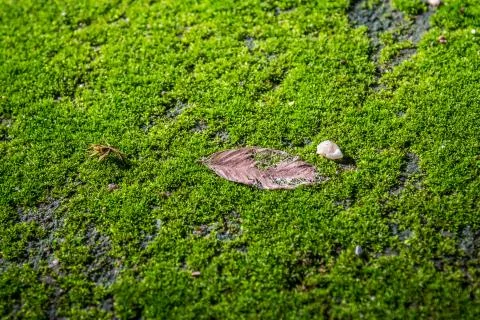 Green moss background with selective focus Stock Photos