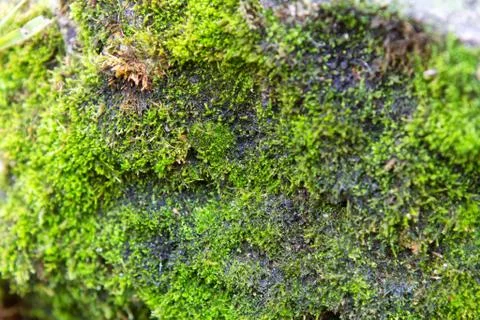Green moss background with soft focus Stock Photos