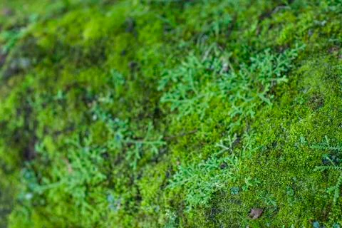Green moss background. Space to write in the background. Stock Photos