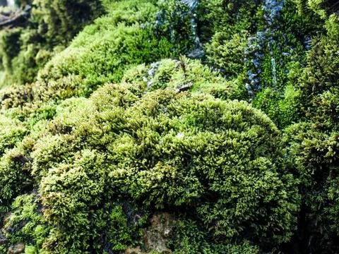 Green moss background texture beautiful in nature Foto stock