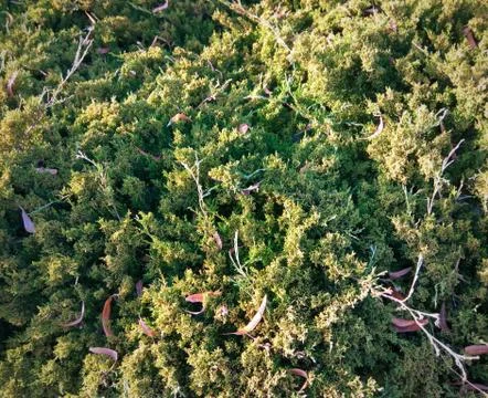 Green moss background texture beautiful in nature Foto stock