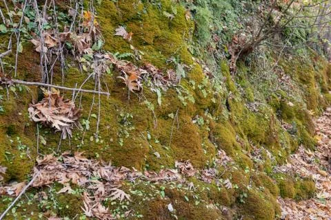 Green moss background texture beautiful in nature Stock Photos