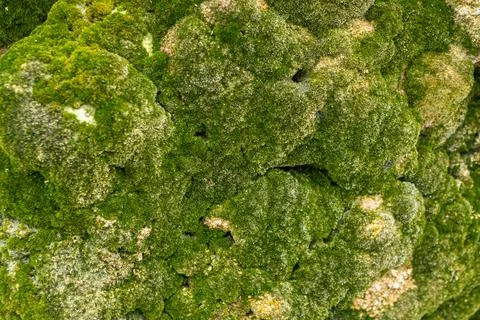 Green moss background texture beautiful in nature Stock Photos