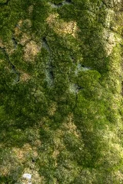 Green moss background texture beautiful in nature Stock Photos