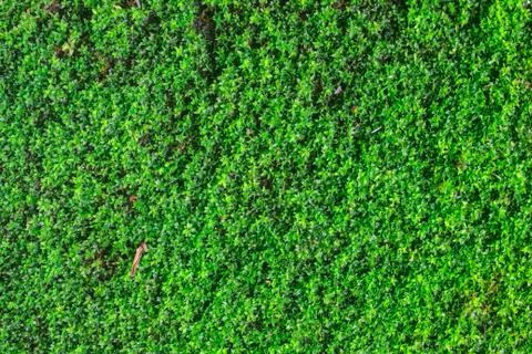 Green moss for background texture Stock Photos