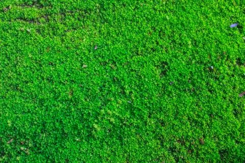 Green moss for background texture Stock Photos