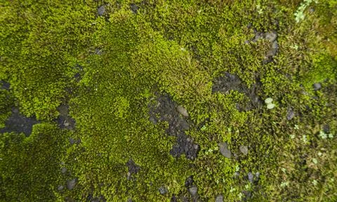 Green Moss Background Texture On Rocks. Stock Photos